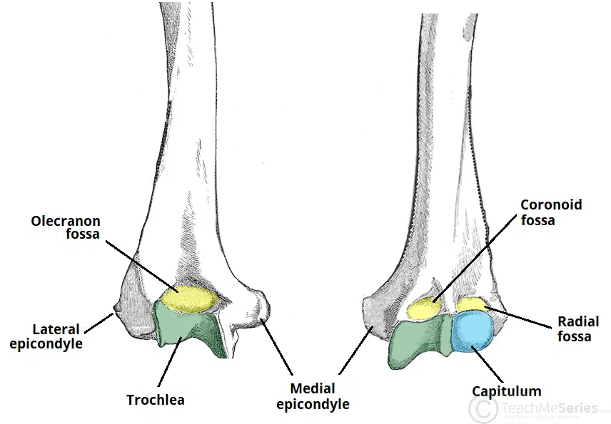<p><span>located on the distal portion of the humerus are three depressions, known as the&nbsp;</span><strong>coronoid</strong><span>,&nbsp;</span><strong>radial</strong><span>&nbsp;and&nbsp;</span><strong>olecranon</strong><span>&nbsp;</span><strong>fossae</strong><span>. They accommodate the forearm bones during flexion or extension at the elbow.</span></p><p></p>