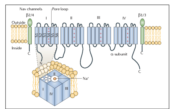<ul><li><p>needs to incorporate intracellular N- and C-termini</p></li></ul><p><em>includes:</em></p><ol><li><p>a pore loop between S5 and S6</p><ul><li><p>believed to line the entry to the pore</p></li><li><p>with S5 and S6 forming the remainder of the pore</p></li></ul></li><li><p>S4</p><ul><li><p>Although sufficiently hydrophobic to be membrane spanning</p></li><li><p>charged amino acids were also noted </p></li><li><p>S4 initially placed in the cytoplasma</p></li></ul></li></ol><p></p>