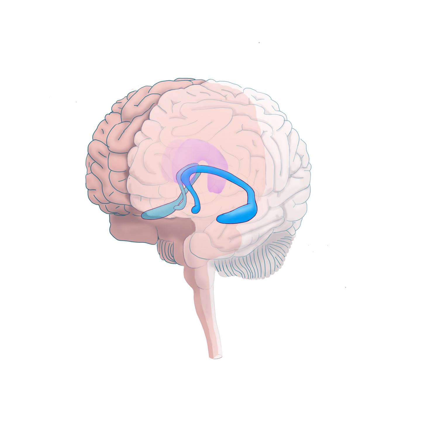 <p>The earliest symptoms of Alzheimer’s disease are memory problems, likely because</p>