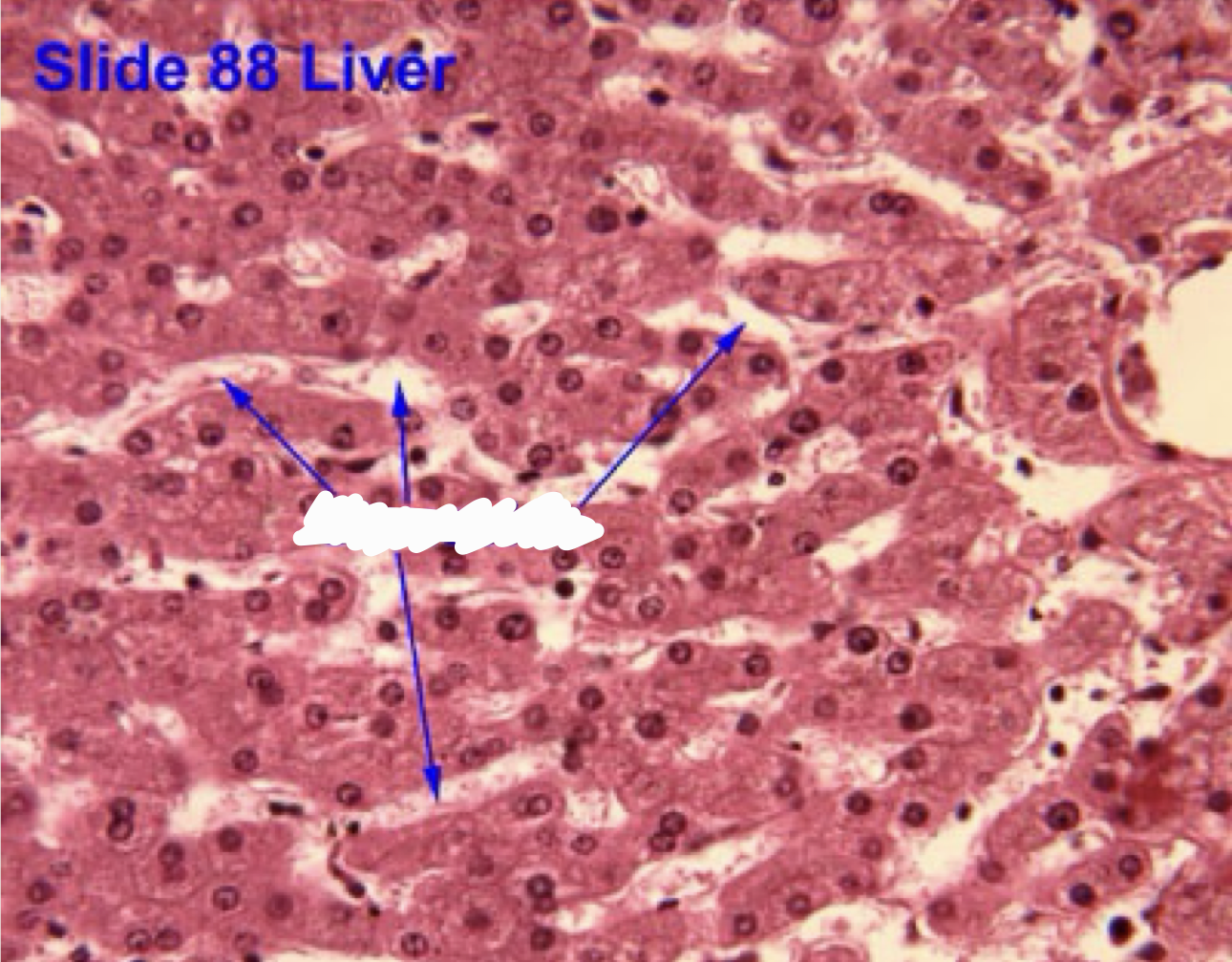 <p>Identify the structure</p>