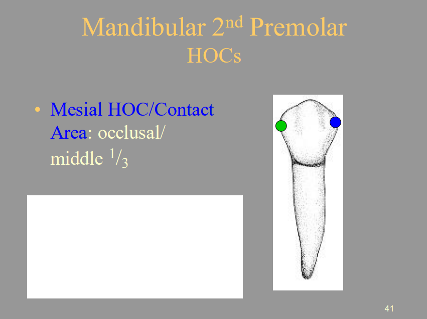 <p>B) Occlusal/Middle 1/3</p>