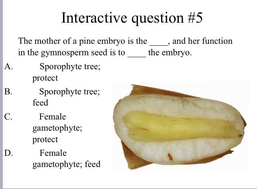 <p>Practice Question (<span style="color: green">Gymnosperms</span>) - The mother of a pine embryo is the ____, and her function in the gymnosperm seed is to ____ the embryo.</p>