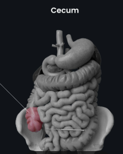 <p>A small pouch where the small intestine meets the large intestine in your lower right belly.</p>