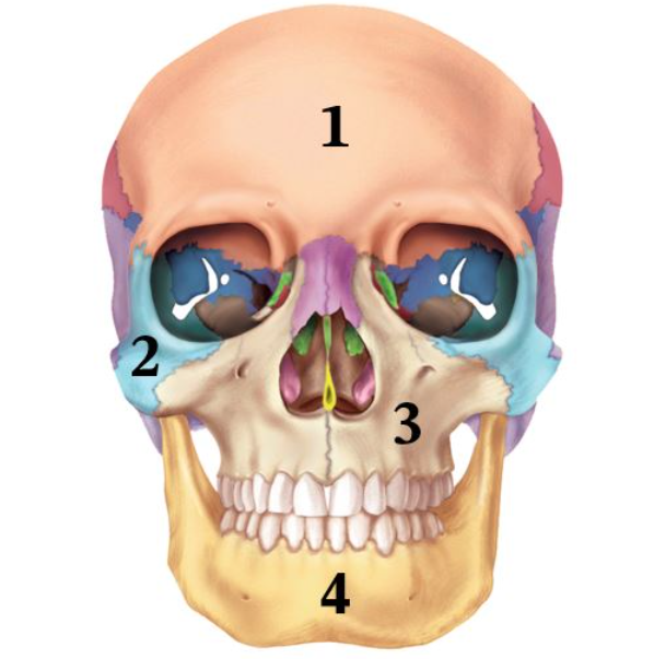 Name the bone labeled 1.