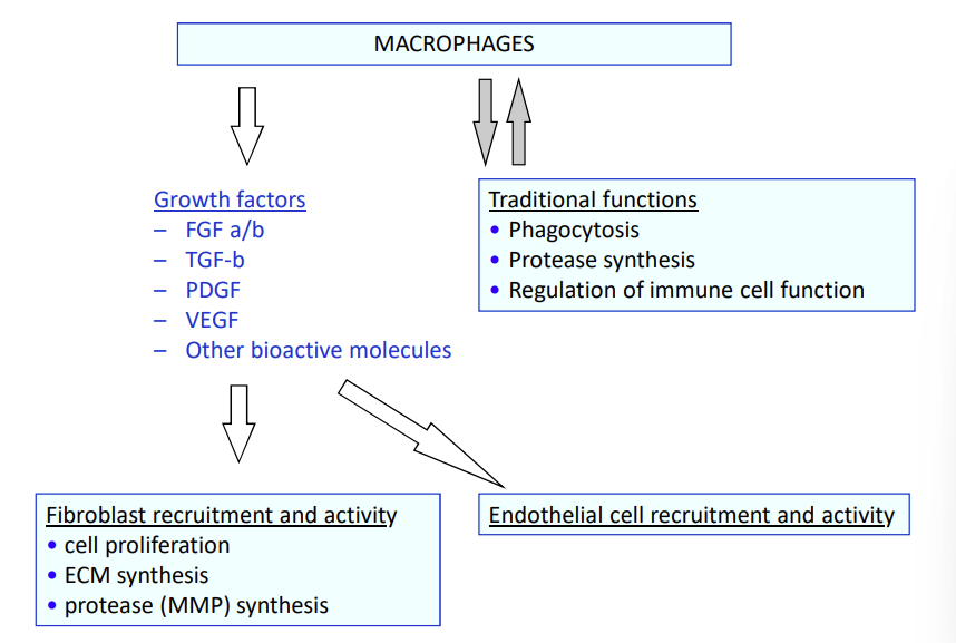 <p>Traditional functions of the macrophage </p><ul><li><p>Phagocytosis</p></li><li><p>Protease synthesis</p></li><li><p>Regulation of immune cell function</p></li></ul><p>macrophages are more than that though, they can produce <strong>growth factors, </strong>such as…/// these are regulators of other cell processes </p><p><em>Growth factors – FGF a/b – TGF-b – PDGF – VEGF – Other bioactive molecules</em></p><p><em>see image </em></p>