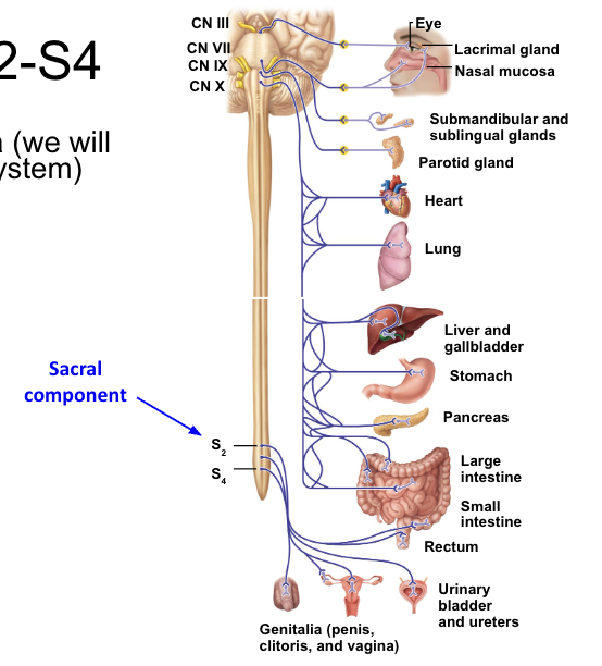 <ul><li><p>pelvic organs & external genitalia</p></li></ul><p></p>