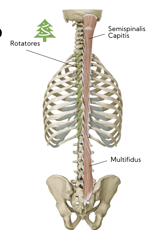 \*shown in green 

(sometimes called christmas tree muscle)

\
Actions:

* Vertebral extension + stabilization + rotation

\
Nerve

* Posterior rami of spinal nerve 