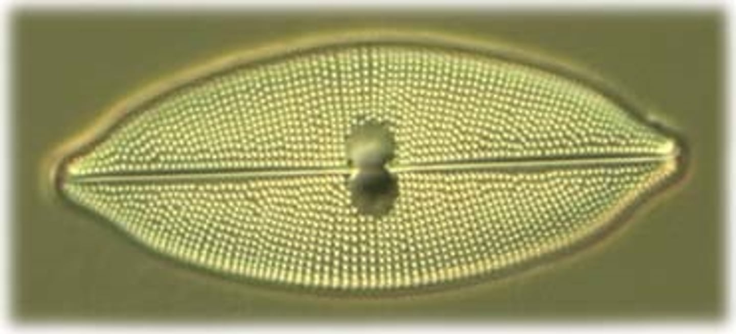 <p>diatom</p>