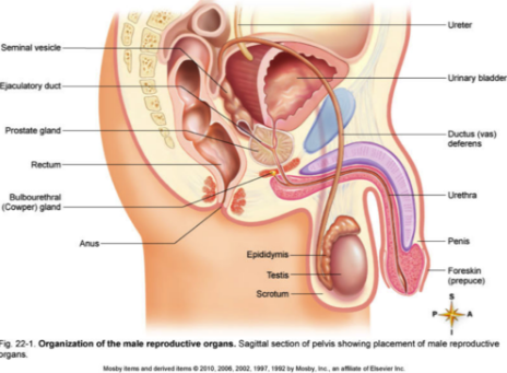 <p>Male Reproductive System</p>