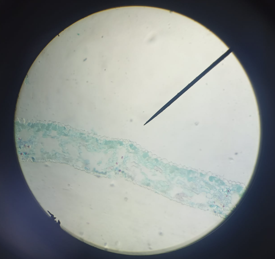 <p>identify the prepared slide</p>