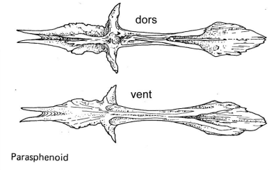 <p>A bone located on the underside of the skull.</p>