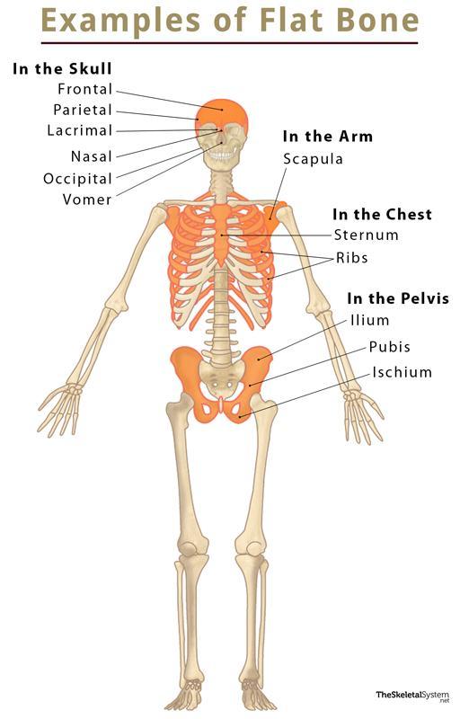 <p>Flat Bones</p>