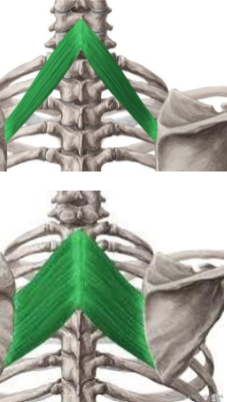 <p><span>orsprong:</span><span><br></span><span>Major: processus spinosus T1-T4</span><span><br></span><span>Minor: Processus spinosus C6-C7</span><span><br></span><span>Aanhechting: Major: margo medialis van de scapula thv fossa</span><span><br></span><span>infraspinata</span><span><br></span><span>Minor: margo medialis van de scapula thv spina</span><span><br></span><span>scapulae</span><span><br></span><span>Functie:Adductie en elevatie van het schouderblad, in mindere mate</span><span><br></span><span>rotatie van de cavitas glenoidale naar caudaal (endorotatie)</span><span><br></span><span>• Drukken van de scapula tegen de thoraxwand en stabiliseren van de schoudergordel</span></p><p><span>scapula thoracaal</span></p>