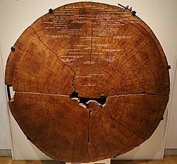 <ul><li><p><strong>carbon dating </strong></p></li></ul><p></p><ul><li><p><strong>dendrochronology - dating tree rings </strong></p></li></ul><p></p>