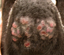 <p><span>Chin Pyoderma</span></p>