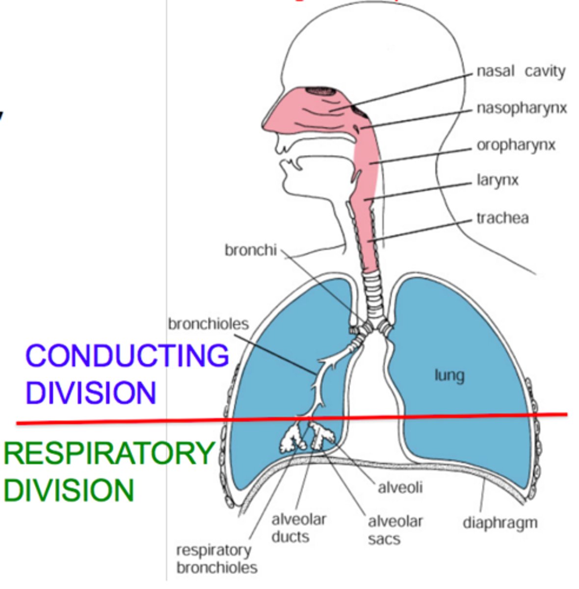 <p>alveoli and other gas-exchange regions such as the bloodstream through the alveolar wall</p>