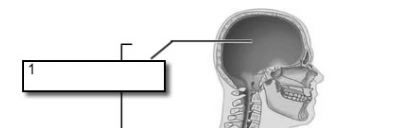 <p>cranial cavity</p>
