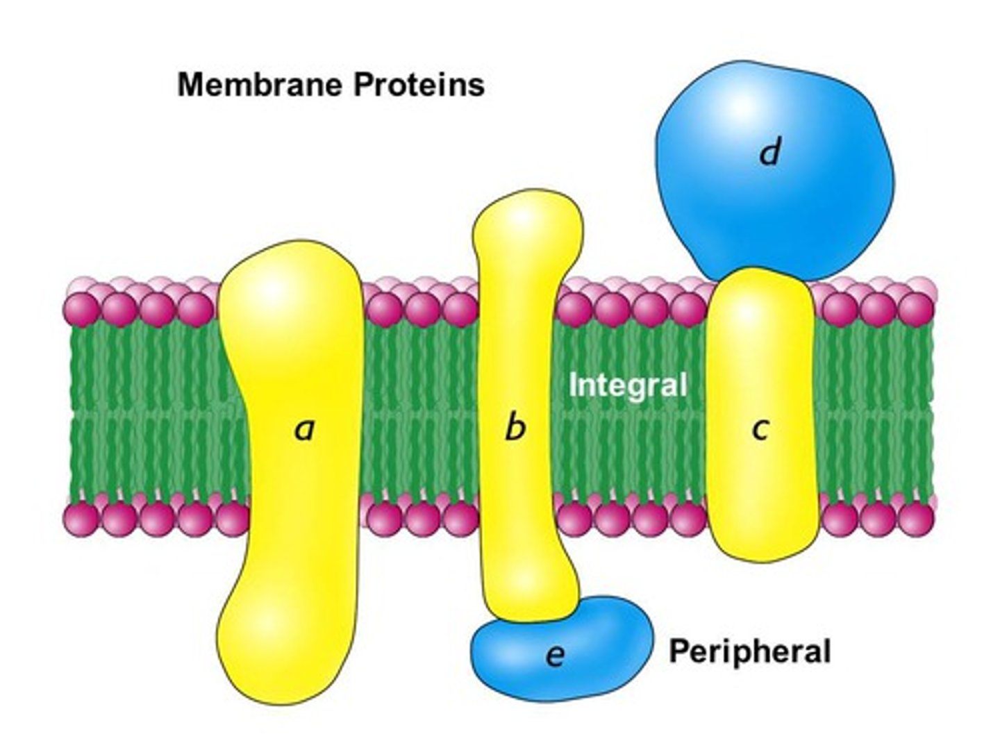 <p>peripheral: not embedded (on top or bottom)</p><p>integral: penetrate hydrophobic core + span membrane</p>