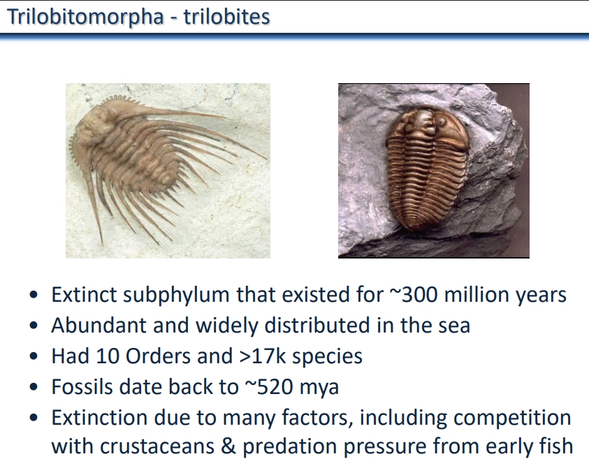 <ul><li><p><strong>trilobitomorpha </strong>is an <strong>extinct subphylum</strong> of the <strong>arthropoda phylum</strong> of <strong>bilaterian </strong>animals (<strong>ecdysozoa</strong> <strong>clade</strong>)</p></li></ul><p></p>