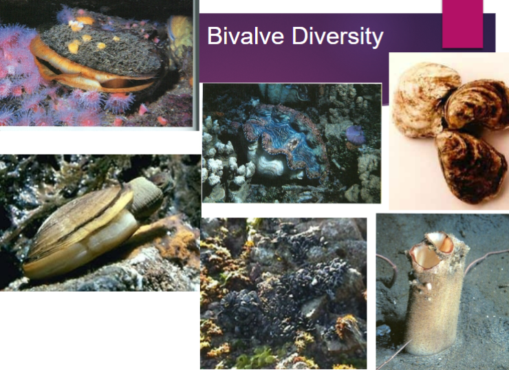 <p>Phylum Mollusca: Bivalvia Overview</p>