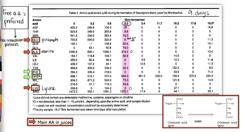 <p>EXCEPT (because it already has these):</p><ul><li><p>Lysine (K), cysteine (C), proline (P), and to a lesser extent histidine (H), and glycine (G)</p></li></ul><ul><li><p>Large peptides and proteins</p><ul><li><p>Saccharomyces cerevisiae can’t degrade (no extracellular proteases) but other yeast might</p></li></ul></li></ul><p></p>