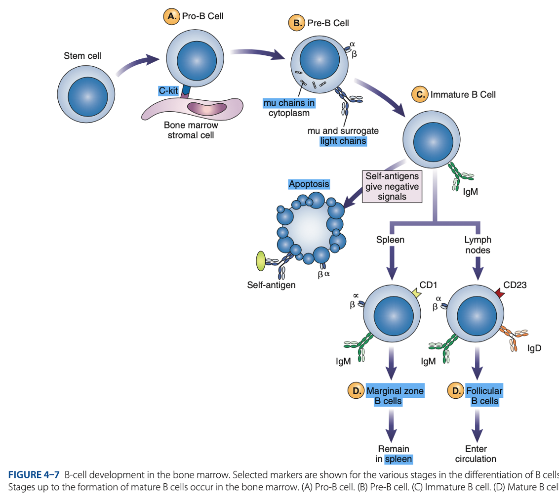 <p>Mature B Cells</p>