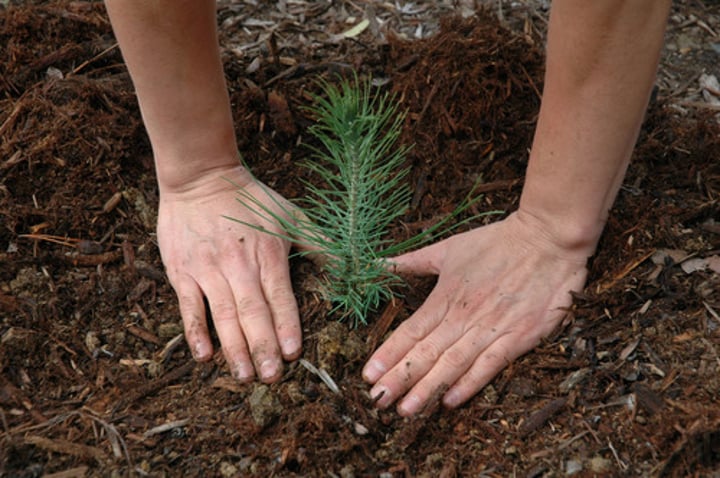 <p>cuidar la tierra y las plantas</p>