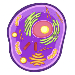 <p>Characteristics of eukaryotes</p>