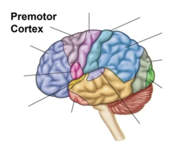 <ul><li><p>Coordinates movements of groups muscles</p><ul><li><p>PMC causes movements, PC controls them</p></li></ul></li><li><p>Damage</p><ul><li><p>Loss of skill</p></li><li><p>Can be relearned</p></li></ul></li><li><p>In Frontal Lobe</p></li></ul><p></p>