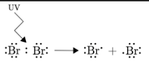 <ul><li><p>UV light is needed to break the bond through <strong><u>homolytic fission </u></strong>to produce free radicals </p></li></ul><p></p>