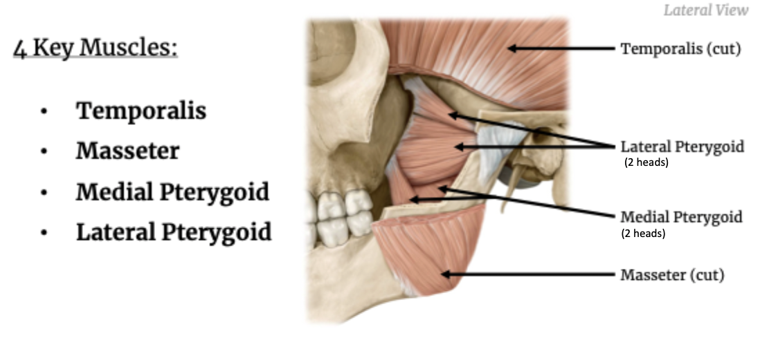 <ul><li><p>Both superficial &amp; deep muscles</p></li></ul><p>Functions:</p><ul><li><p>Movement of the mandible</p></li></ul>