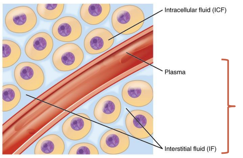 <p>Composto pelo fluido extracelular: plasma e fluido intersticial</p><p>O corpo é composto por água em 60% do seu peso, sendo 40% água no fluido intracelular e 20% no extracelular.</p>