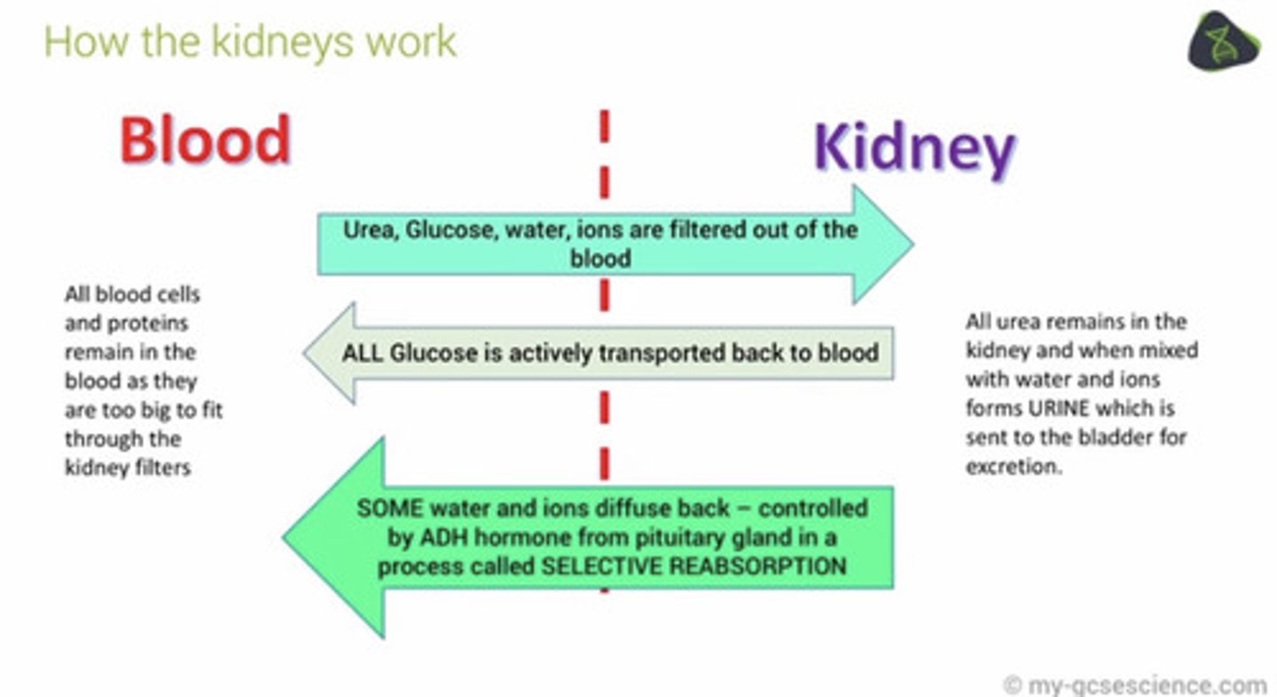 <p>By filtration of the blood and selective reabsorption of useful substances (eg glucose)</p>