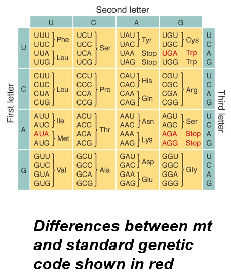 <ul><li><p>Start codons are close to the 5’ end, no leader sequences</p></li><li><p>tRNA called fMet-tRNA is used to initiate protein synthesis- also unique mt initiation factors, elongation factors, and release factors</p></li><li><p><strong><mark data-color="yellow">Only PLANT MT USE UNIVERSAL GENETIC CODE OF NUCLEAR GENOME</mark></strong></p><ul><li><p>Animal and fungal have a slightly dif. code for translation.</p></li></ul></li></ul>