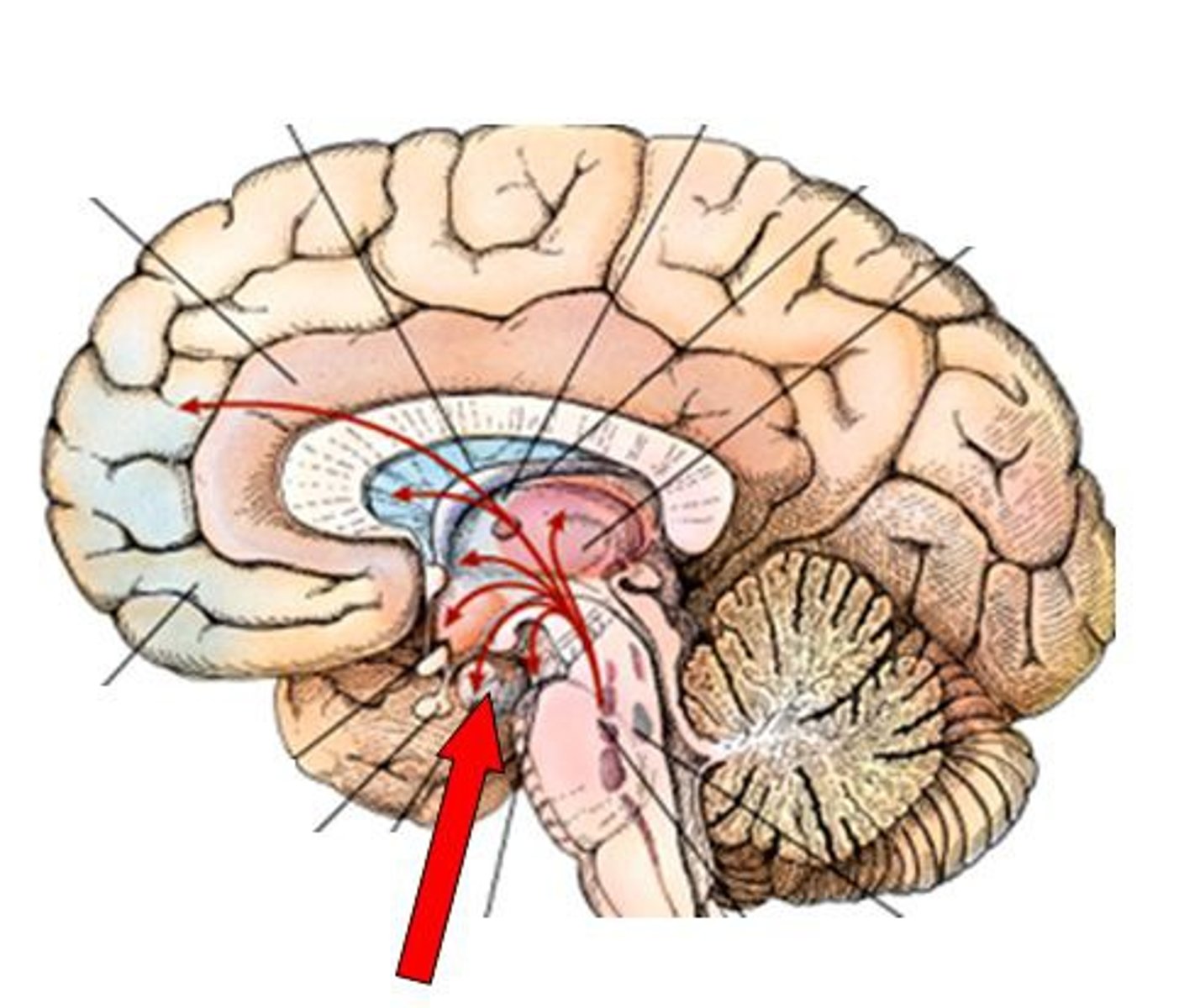 <p>location: center of brain(oval)<br>function: plays key roles in fear, excitement, and arousal</p>