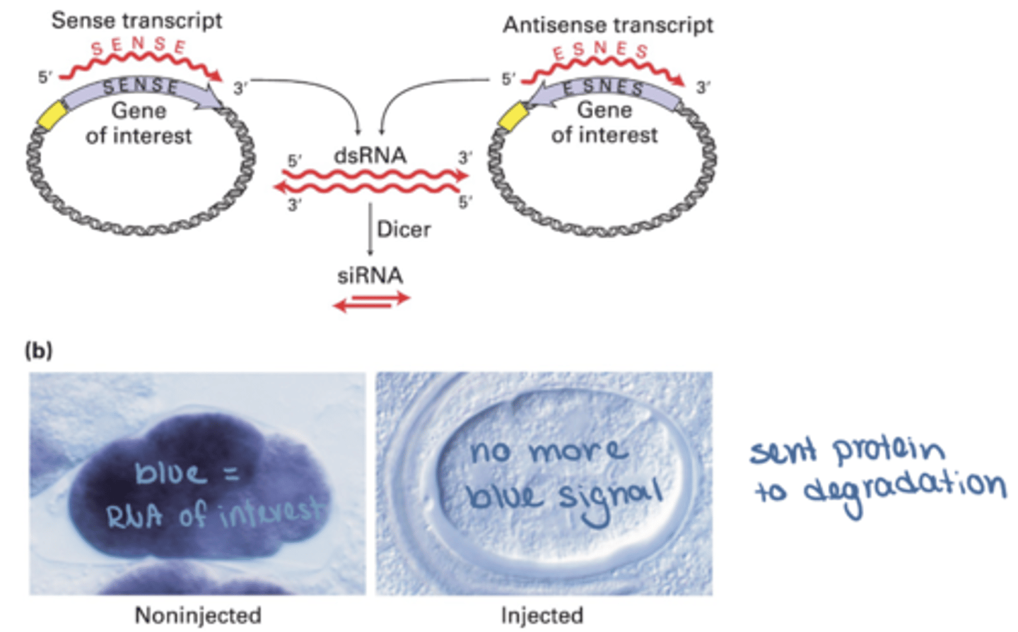 <p>Chemically synthesized siRNAs that mimic naturally processed siRNAs</p>