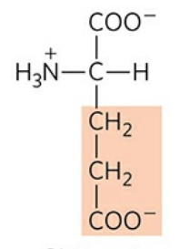 <p>Abbreviation: Glu, E</p><p>polar (hydrophilic) amino acid</p><p>pK<sub>a </sub>of R group: 4.1</p>