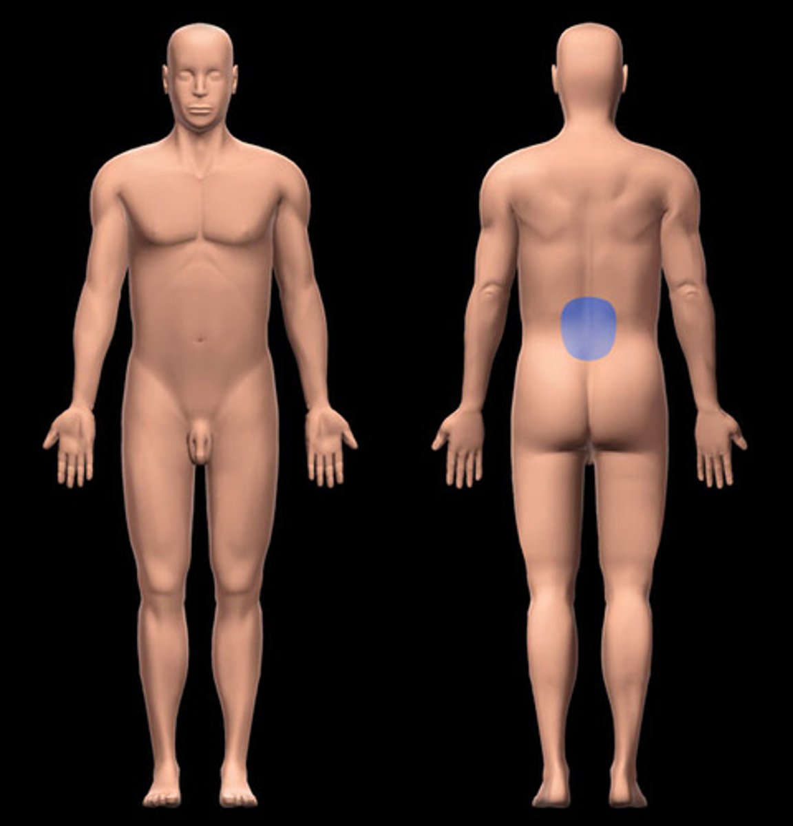 <p>area of back between ribs and hips</p>