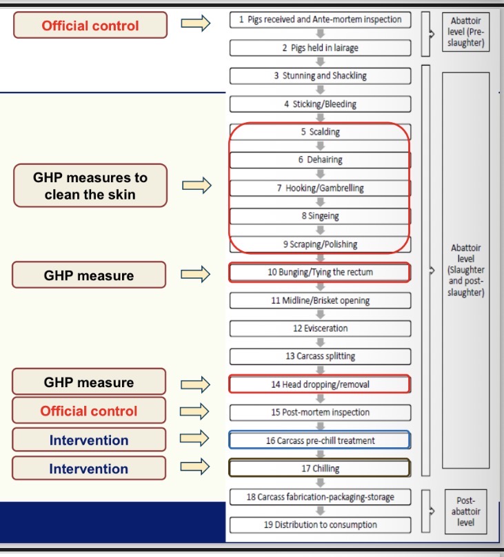 <p>What are GHP measures for pigs </p>