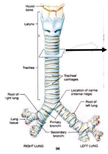 <p><strong>Hyoid bone</strong></p><ul><li><p>Sits above the larynx</p></li></ul><p><strong>Larynx</strong></p><ul><li><p>Connects pharynx to trachea</p></li></ul><p><strong>Trachea</strong></p><ul><li><p>Rigid air-conducting tube</p></li><li><p>Extends from larynx to carina</p></li></ul><p><strong>Tracheal cartilages</strong></p><ul><li><p>C-shaped rings of <strong>hyaline cartilage</strong></p></li><li><p>Prevent tracheal collapse during inspiration</p></li></ul><p></p><p>Why C-shaped? Open posteriorly to allow the oesophagus to expand during swallowing</p><p><strong>Carina</strong></p><ul><li><p>Internal ridge where trachea divides</p></li><li><p>Very sensitive → triggers cough reflex</p></li></ul><p><strong>Primary bronchi</strong></p><ul><li><p>Right and left main bronchi</p></li><li><p>Conduct air into each lung</p></li></ul><p></p><p>Difference:</p><ul><li><p>Right bronchus = wider, shorter, more vertical</p></li><li><p>Left bronchus = narrower, longer (heart space)</p></li></ul><p></p>