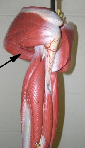 <p>Name the muscle indicated by the arrow</p><p>VIEW: posterior side of the shoulder</p>