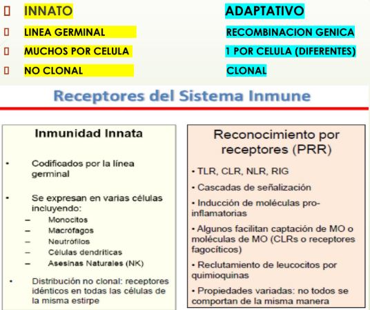 <p><strong><mark data-color="blue" style="background-color: blue; color: inherit;">Innato</mark></strong></p><ul><li><p><strong>Línea germinal</strong>: proviene de los antecesores, codificado x la línea germinal</p></li><li><p><strong>Muchos x célula</strong>: muchas copias del mismo receptor x celula y se expresan varios x célula (en monocitos, macrófagos, neutrófilos, células dendríticas y NK)</p></li><li><p><strong>No clonal</strong>: cada célula tiene los mismos receptores, y son heredados.</p></li><li><p>SIN recombinación </p></li><li><p><strong>NO MEMORIA</strong>, entrenamiento x 1 año de vida</p></li><li><p>Reconoce patrones moleculares (PAMPs/DAMPs)</p></li><li><p>Repetición de patrón (mismo patrón puede están en distintas bacterias)</p><p></p></li></ul><p><strong><mark data-color="yellow" style="background-color: yellow; color: inherit;">Adaptativo</mark></strong></p><ul><li><p><strong>Recombinación génica</strong>: cada Linfocito B forma su propia especificidad, exclusivo en cada linfocito</p></li><li><p><strong>1 x célula</strong> (Diferentes): cada célula tiene un tipo de receptor BCR (Linfocitos B) o TCR (Linfocito T) y son diferentes de: ALTA ESPECIFICIDAD</p></li><li><p><strong>Clonal:</strong> cada célula tiene un <u>receptor único x recombinación  genética</u> y<strong> </strong>cada antígeno es único y genera una respuesta específica.</p></li><li><p><strong>TIENE MEMORIA: </strong> desarrolla memoria tras el contacto con antígenos</p></li><li><p><strong>Reconoce antígenos</strong> específicos mediante <strong>BCR y TCR</strong></p></li></ul><p></p>