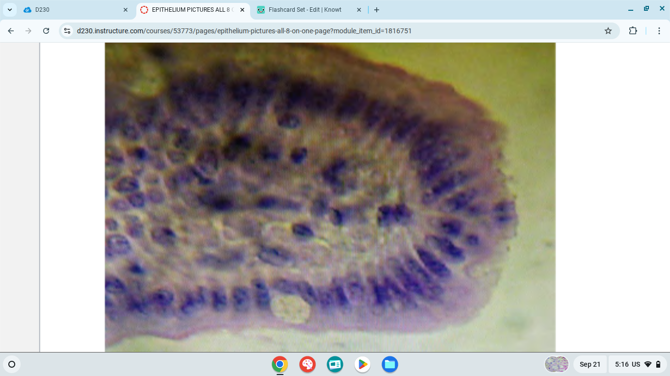 knowt flashcard image