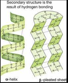 <p>The secondary structure is formed through hydrogen bonds between atoms of the polypeptide backbone. (Not r-groups)</p>