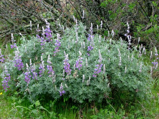 <p>Silver lupine</p>