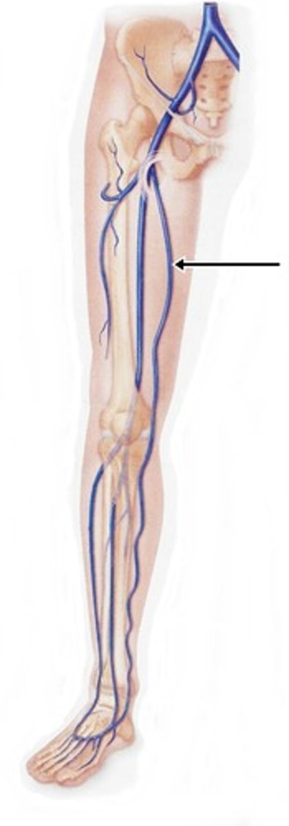 <p>returns blood from arch of foot, runs up to thigh and drains into femoral</p>