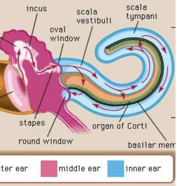 <p>The Cochlea’s journey of sound vibration reaching the organ of the Corti</p>