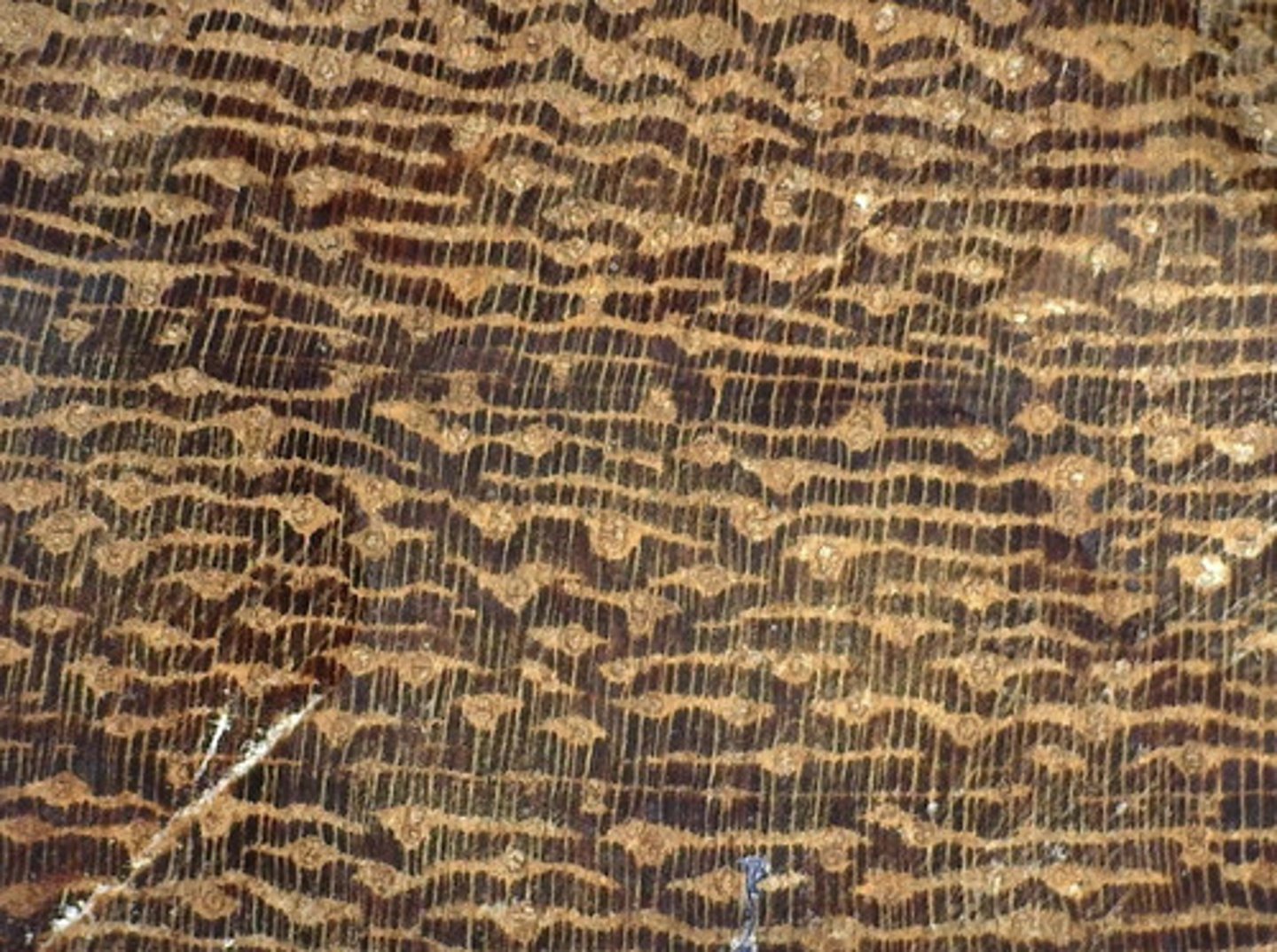 <p>Profuse tyloses , " blind " pores , and its banded confluent parenchyma</p>