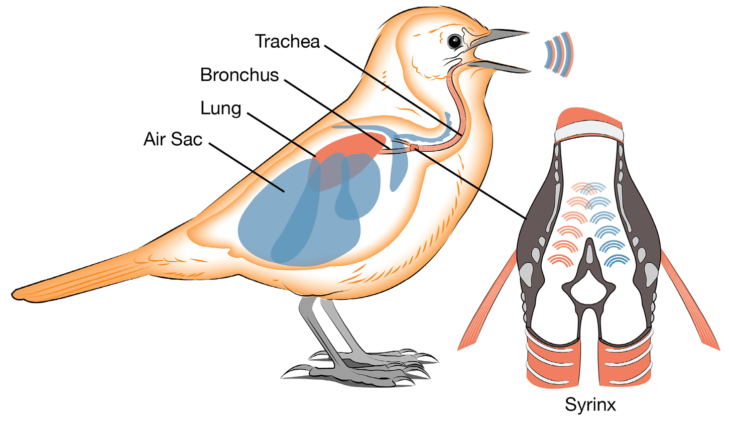 <ul><li><p><strong>Birdsong</strong> is composed of <strong>syllables</strong> that are characteristic of specific species.</p></li><li><p>It is a <strong>learned behavior</strong>, not instinctual.</p></li><li><p>The <strong>neuroanatomy</strong> of birdsong involves a complex network of <strong>nuclei</strong> and <strong>tracts</strong> in the bird's brain, which control the <strong>syrinx</strong> (the vocal organ), enabling the production of song.</p></li></ul><p></p><p></p>