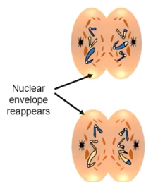 <p>Telophase II &amp; Cytokinesis</p>